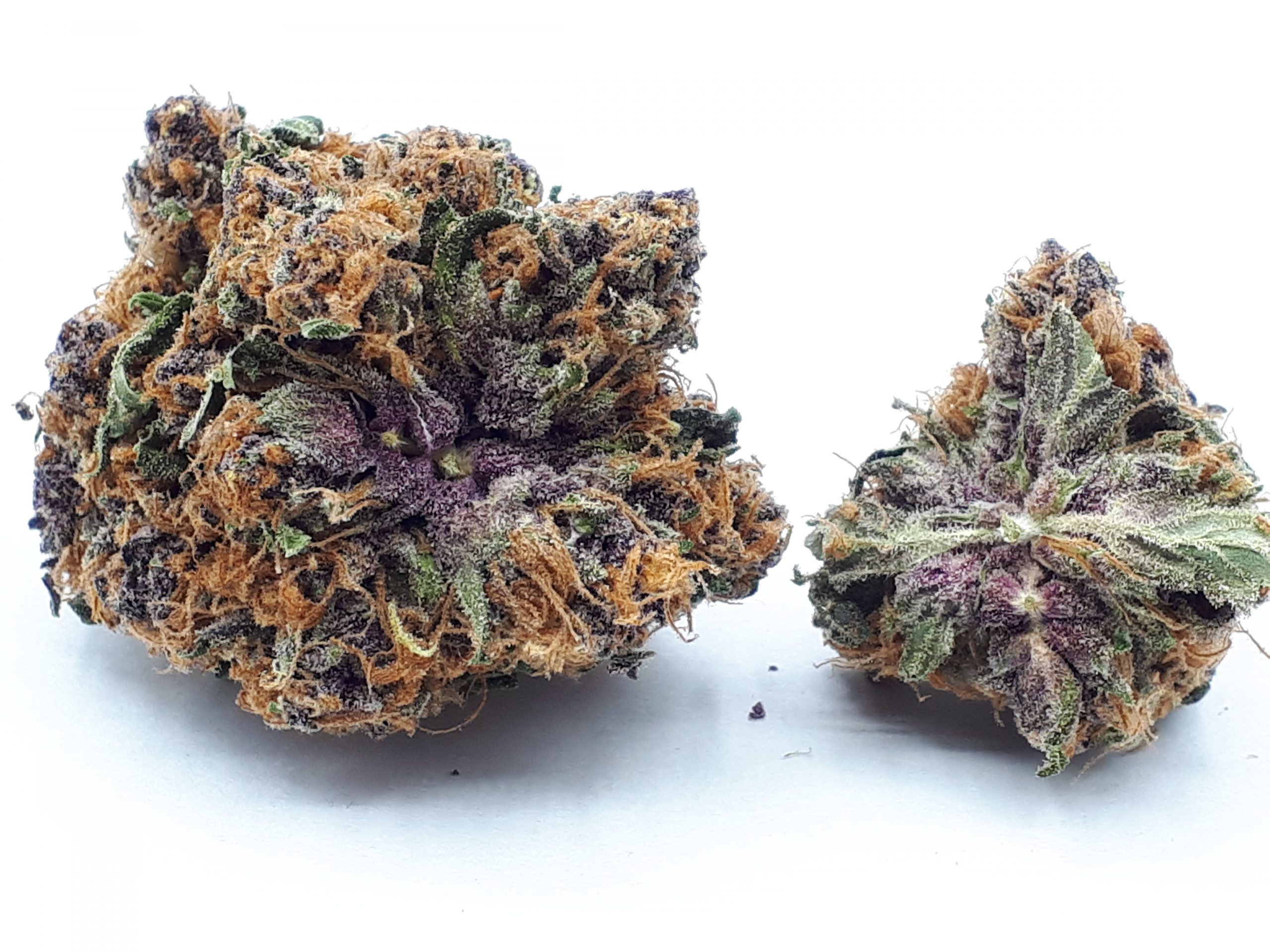 Purple Gorilla Glue - Afbeelding 2