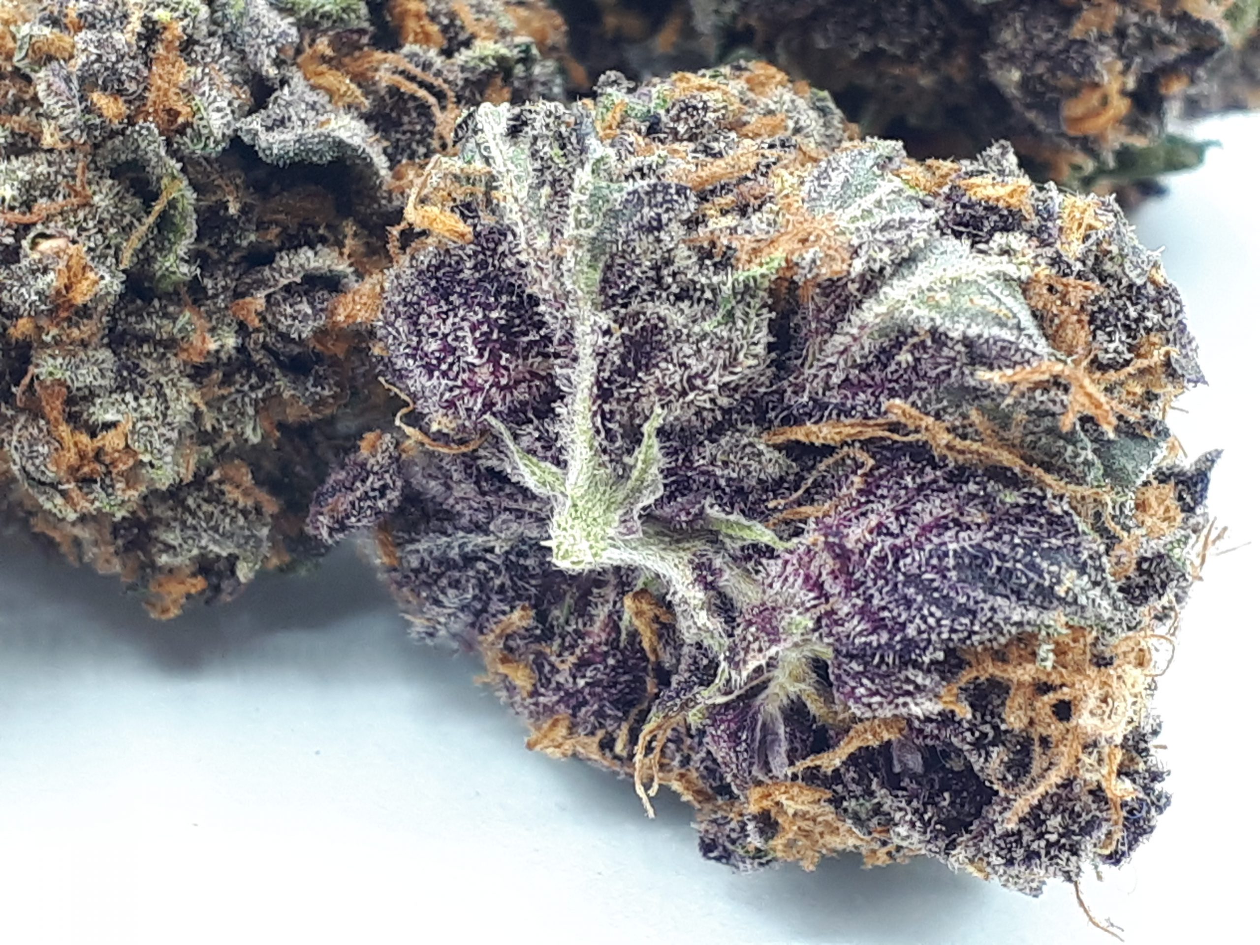 Purple Gorilla Glue