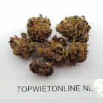 Mendocino Purple Kush