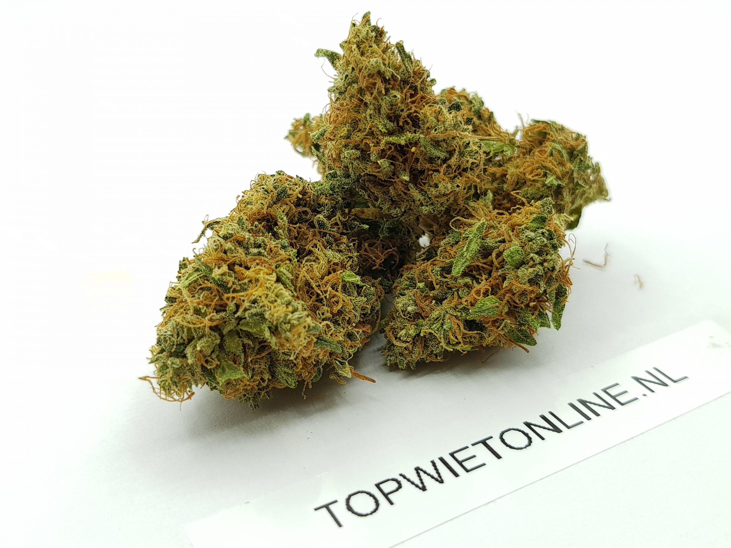 Orange Bud - Afbeelding 2