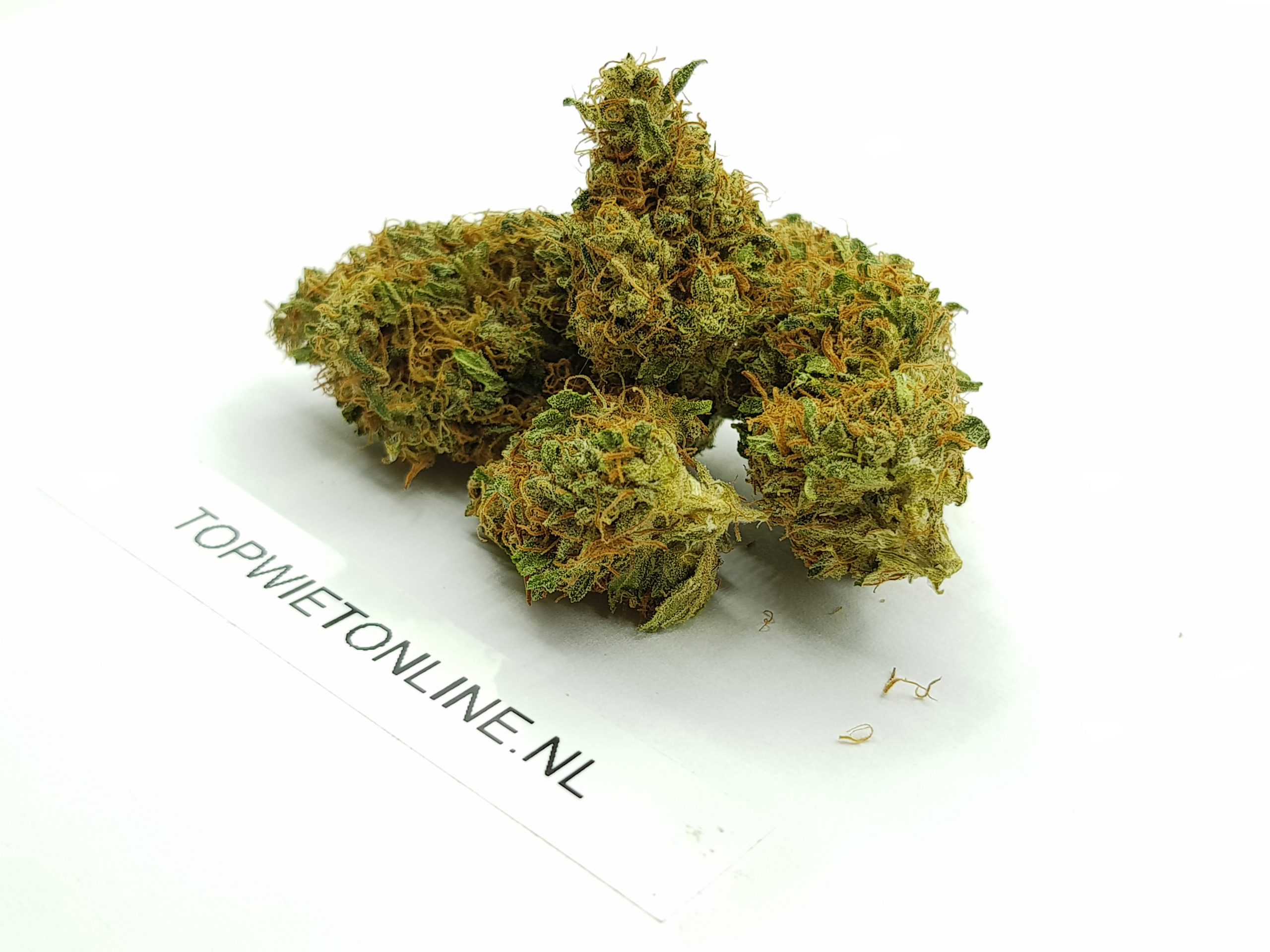 Orange Bud - Afbeelding 3