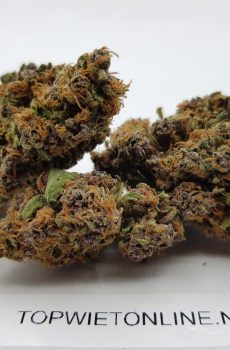 Purple Watermelon Punch