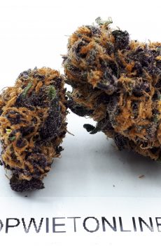 Purple Afghan Kush