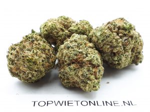 Gorilla Zkittlez